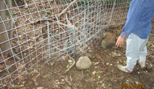 【獣害対策】9月の防護柵点検を行いました