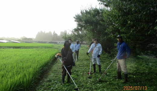 【大里西】農道水路草刈り